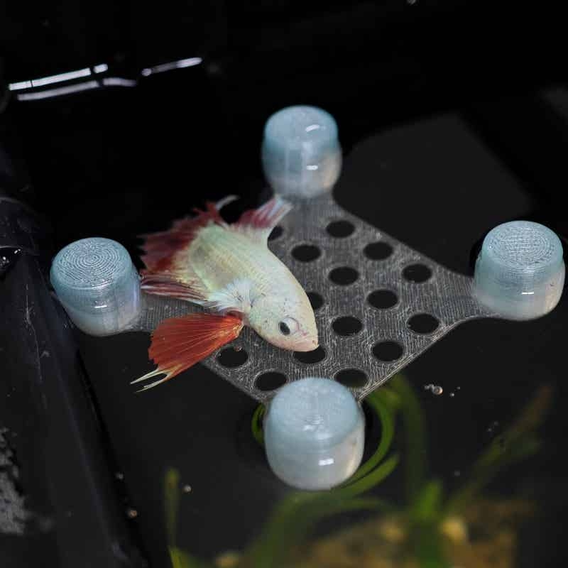 Betta Fish Rest Bed Suction Cu - огляд і ціна Aquarium Fish Escape