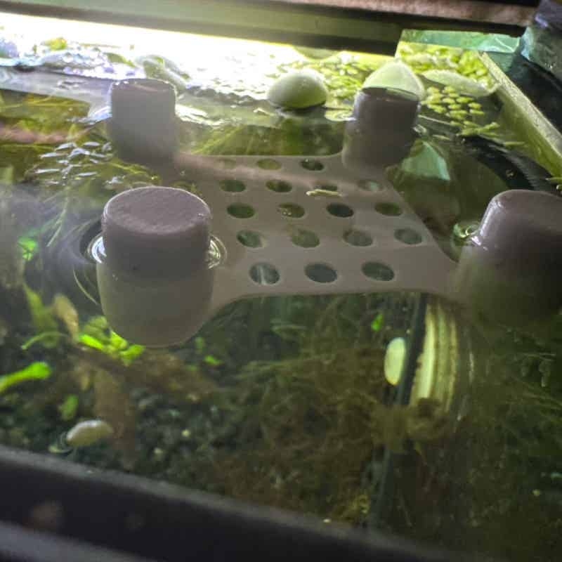Betta Fish Rest Bed Suction Cu - огляд і ціна Aquarium Fish Escape