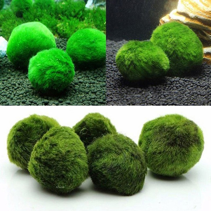 Marimo Moss Balls Live Aquariu - огляд і ціна Aquarium Fish Ball