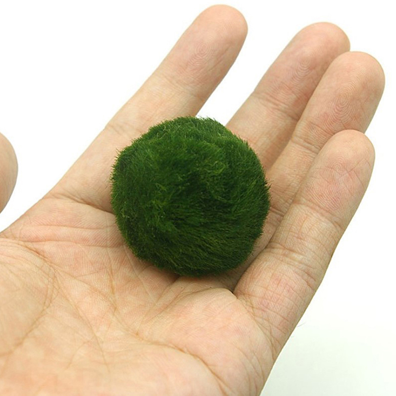 Marimo Moss Balls Live Aquariu - огляд і ціна Aquarium Fish Ball