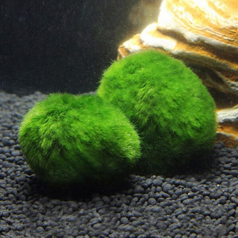 Marimo Moss Balls Live Aquariu - огляд і ціна Aquarium Fish Ball