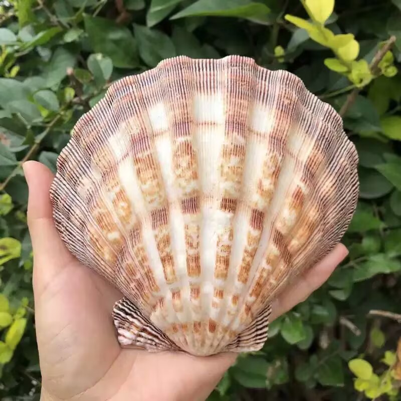 New Natural Queen Scallop Slic - огляд і ціна Aquarium Queen Fish